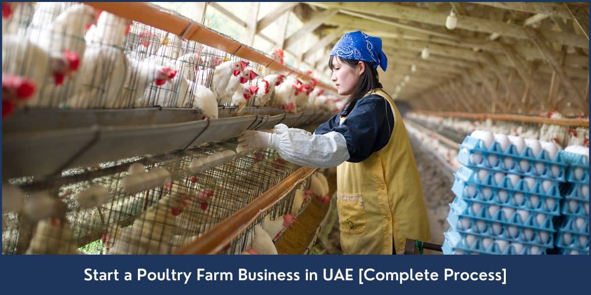 Start a Poultry Farm Business in UAE How to Start a Poultry Farm in UAE